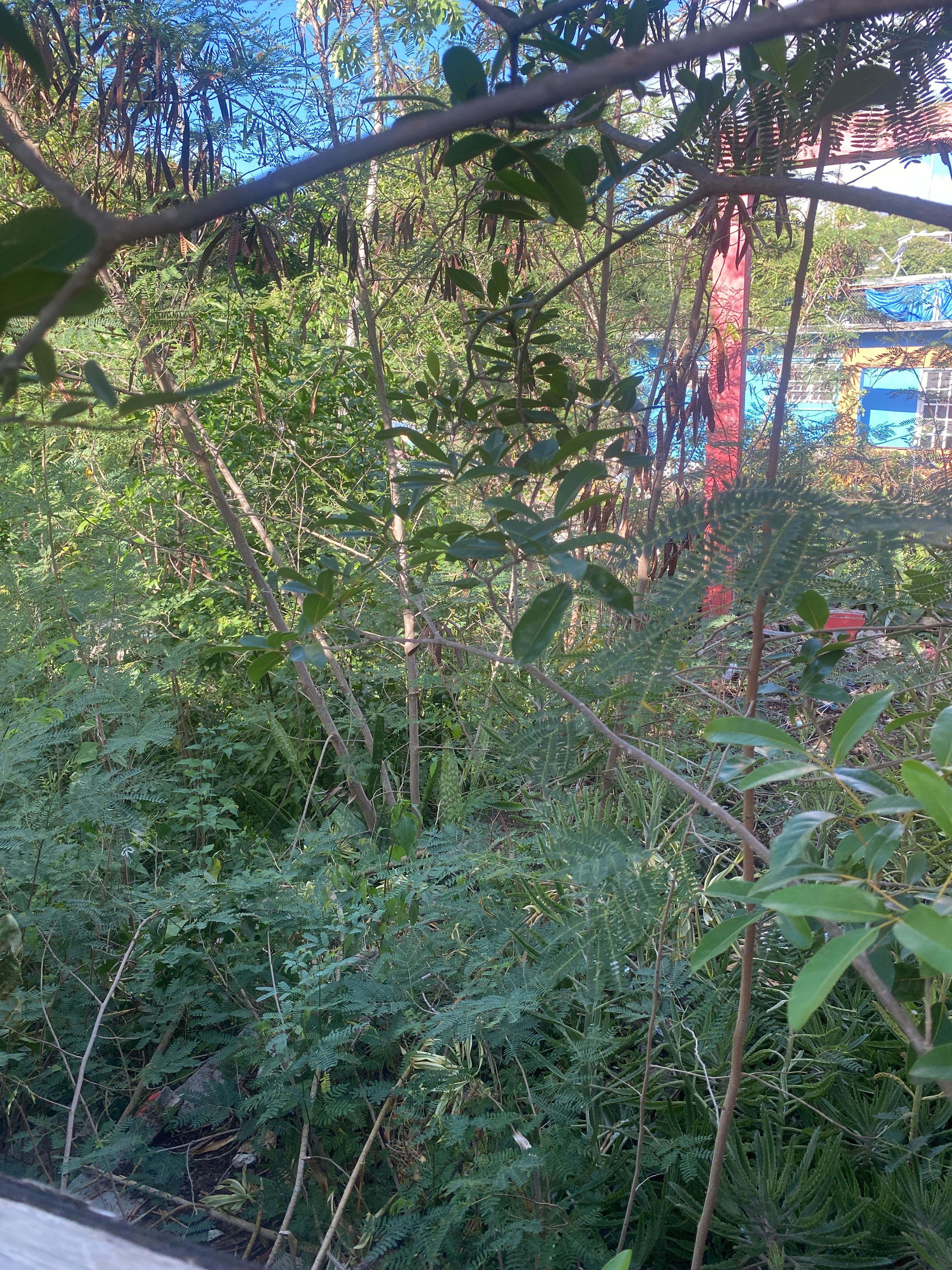 Propiedad declarada estorbo público en 8M2X+VQR Culebra, Puerto Rico 00775, Culebra